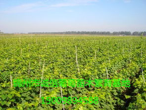 锦州葡萄苗批发