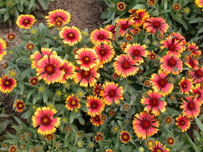 天人菊价格 天人菊供应 天人菊批发 天人菊种植基地