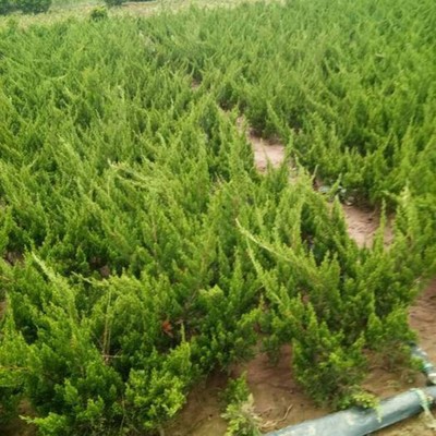 岱岳小龙柏树苗