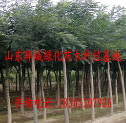 山东郓城绿化苗木种植基地