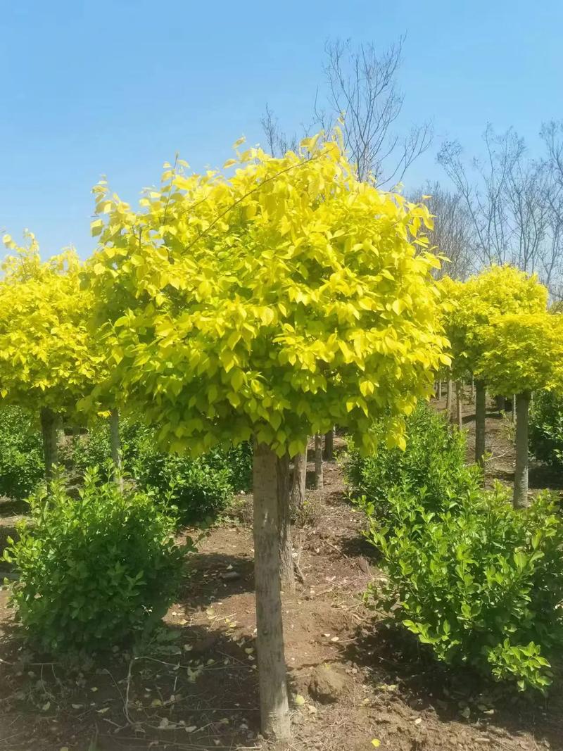 春天来了.种植金叶榆的最佳季节,可预订#苗木供应 #园林