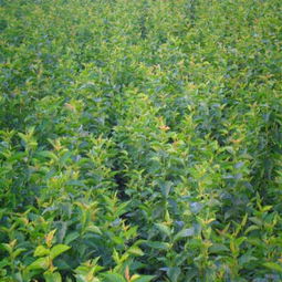 张家口黑兰特樱桃苗 农户现货现挖 樱桃嫁接苗价格