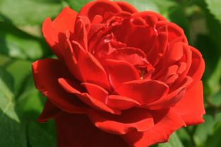 湖南月季种植直销供应商价格多少钱