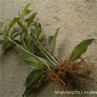 本场自育精品果树苗木毛板红板栗苗水果种苗批发