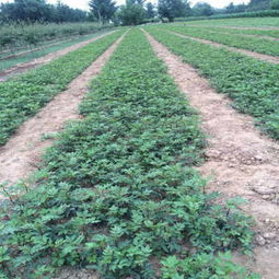 卖小椒花椒苗木现货出售