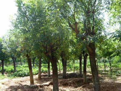 【嘉祥广通苗木种植中心出售速生白蜡白蜡价格白蜡树】价格,厂家,图片,其他动物产品,郝玉广-