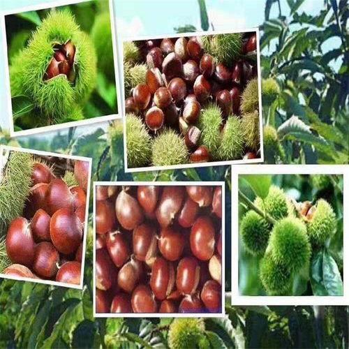 双季板栗苗新品种介绍