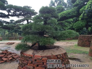 奉贤罗汉松价格多少 买罗汉松 小叶罗汉松价格多少