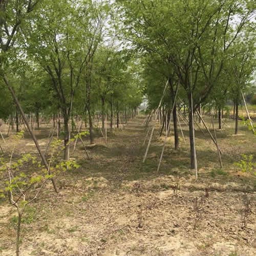 12公分樱花价格品质售后无忧 邳州市鑫润苗木种植专业合作社