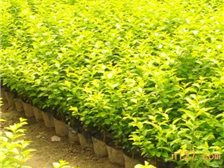 产品展示 郴州市苏仙区宏达草皮苗木基地