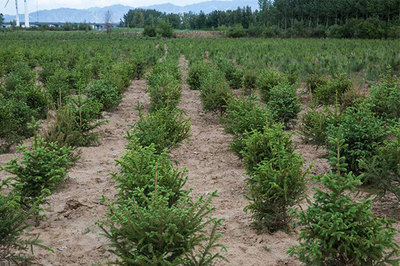 苗木行业迎高潮,这八条你不看不行