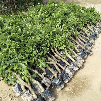 千亩苗木种植园 批发占地树苗 欢迎实地考察参观