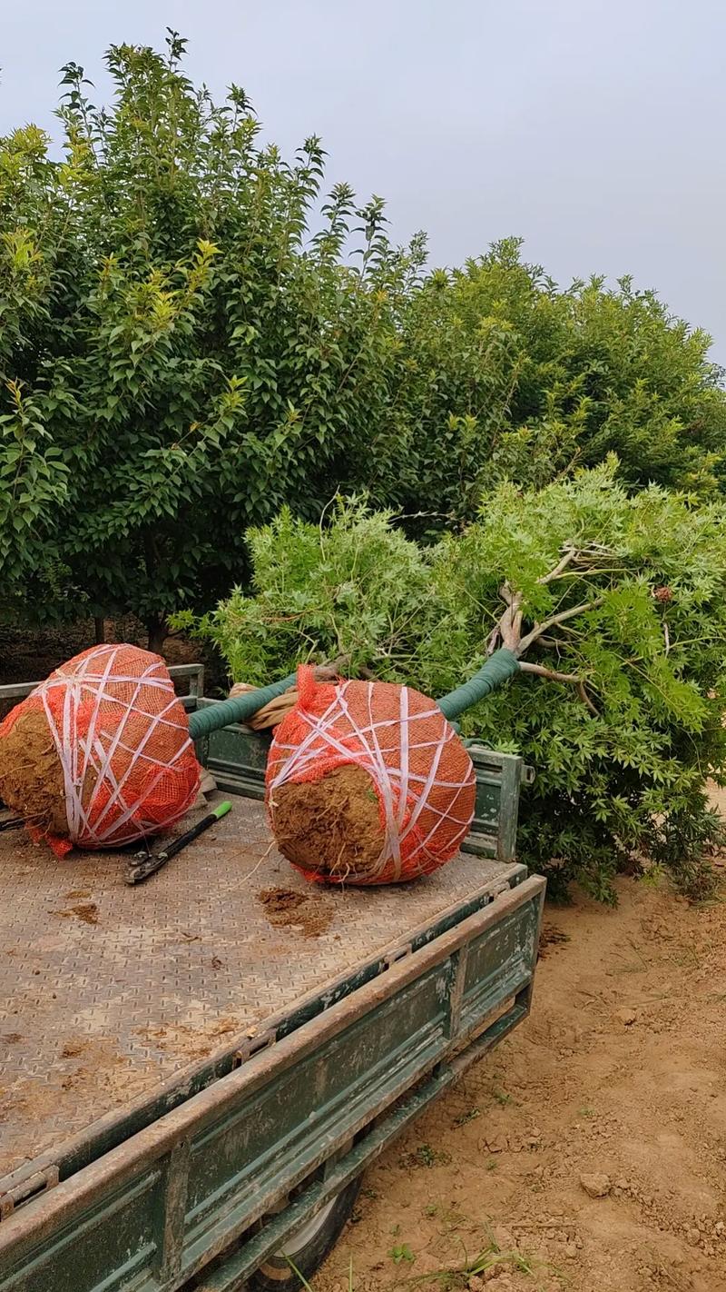 七公分日本红枫#苗木种植基地 #现场实拍