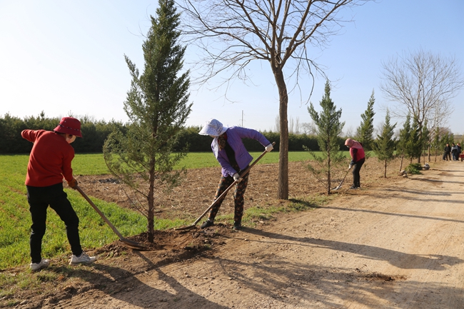 色带小苗栽植成型