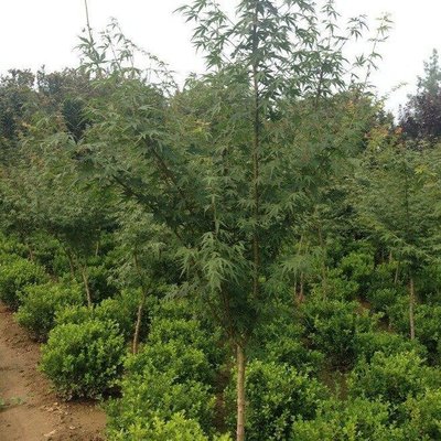 园林绿化苗木鸡爪槭6公分8公分槭树 金榆花卉苗圃