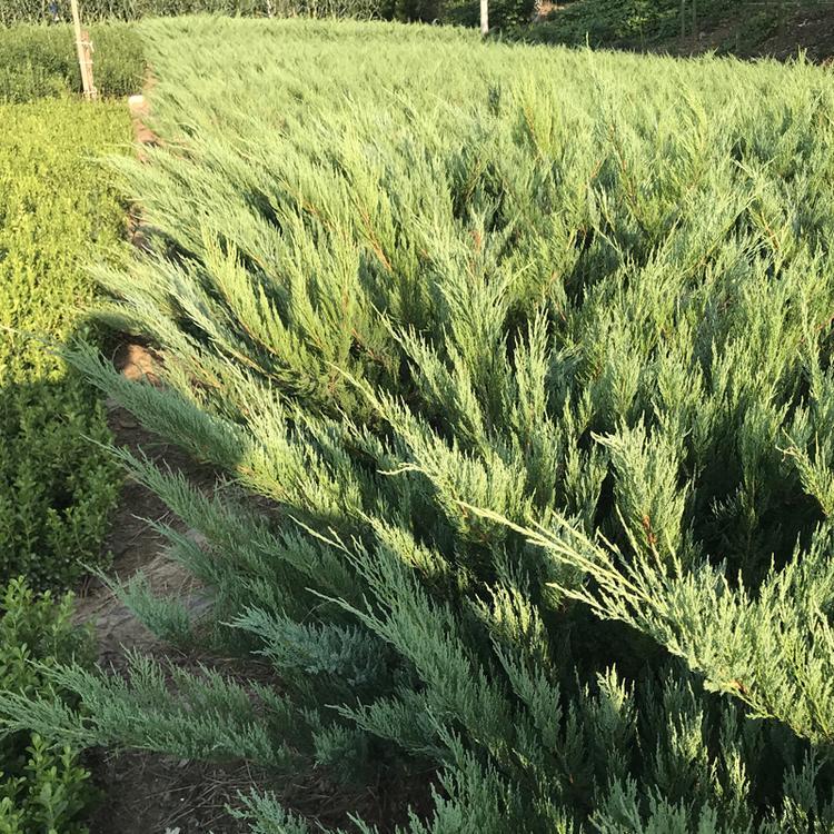 沙地柏 株高35cm-60cm 博大苗木种植基地供应四季常青 耐寒耐旱 - 爱