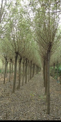 产地旱柳苗木、旱柳小苗