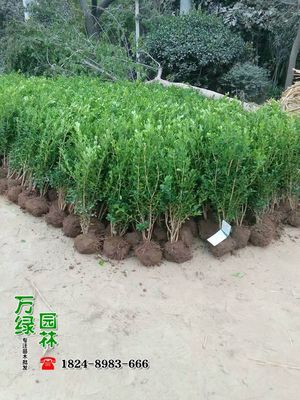 【瓜子黄杨苗供应|一家专门做苗木供应的公司沭阳县万绿园林绿化苗木场商铺