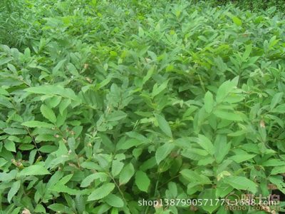 【批发高质量板栗树苗全国畅销板栗树苗园艺场直销好吃板栗树苗】泰安市泰山景区泉林苗木种植专业合作社 - 产品库