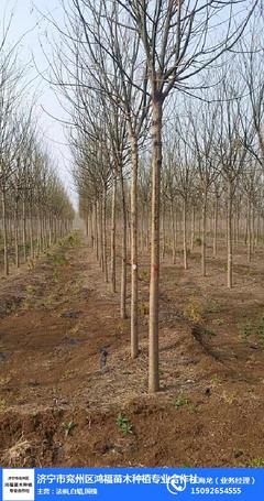 速生白蜡、鸿福苗木、速生白蜡价格表