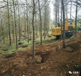 苗木种植的七大难点及解决方法