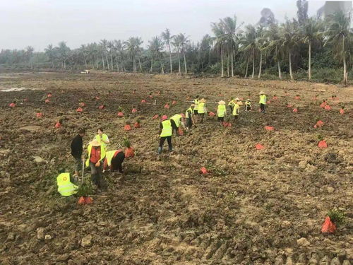 小草 扎根自贸港建设最前线,续写与红树林的奇缘