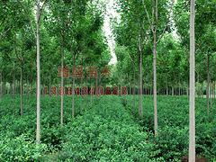 速生白蜡首推增盛苗木_山东速生白蜡种植图片|速生白蜡首推增盛苗木_山东速生白蜡种植产品图片由山东淄博增盛苗木中心公司生产提供-