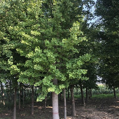 德承苗木 老式国槐 国槐树苗 成树 园林绿化苗木种植 国槐 淑女国槐 电话议价