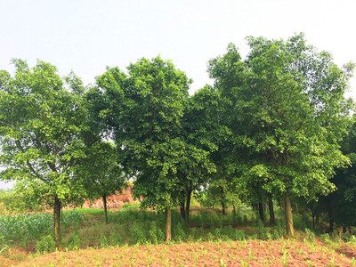 泸州苗木网_西南苗木超市