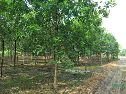 企业动态 博野县金泽苗圃场