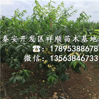 映霜红桃树苗种植技术 映霜红桃树苗批发价格