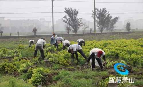 关注 萧山正在进行这项工作,目前整治面积已达9295亩