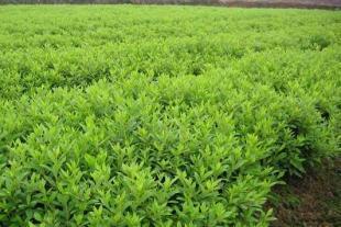 各种园林绿化苗木栽植丨学校绿化、园林绿化养护及施丨华颖园林_商务服务_世界工厂网中国产品信息库