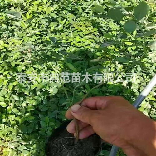 莱克西蓝莓苗价格 莱克西蓝莓苗多少钱一棵