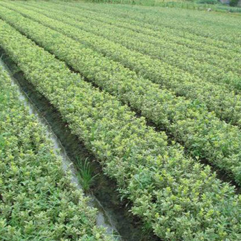 自家苗圃基地直供 绿化苗木金边黄杨球 金边黄杨苗