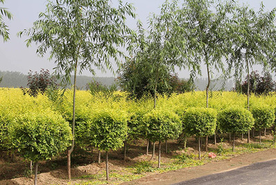 当前爆火的新品种苗木,种了就不愁赚钱!