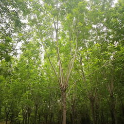 江苏15公分法桐价格表规格尺寸 多图