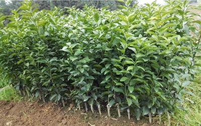 锦鹏苗木种植/四川柑橘苗/重庆柑橘苗批发供应