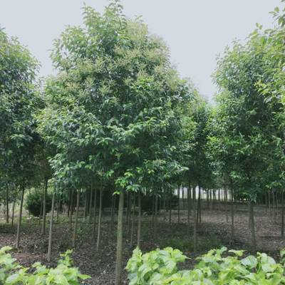 14公分大叶女贞苗木_大叶女贞树苗_沛县大叶女贞种植基地