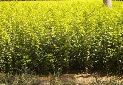 多种树龄的优质金叶女贞