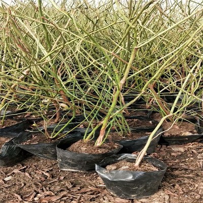 绿宝石蓝莓苗大量出售新中苗木蓝莓苗详情