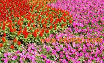 青州哪里供应的一串红价格最低?一串红种植基地芊芊花卉厂家/批发/供应商