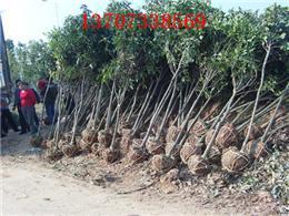 绿化苗木桂花树罗汉松树香樟树红叶石楠树杜英树信息-种植地址在湖南省浏阳市柏加镇双源村-2013年9月发布