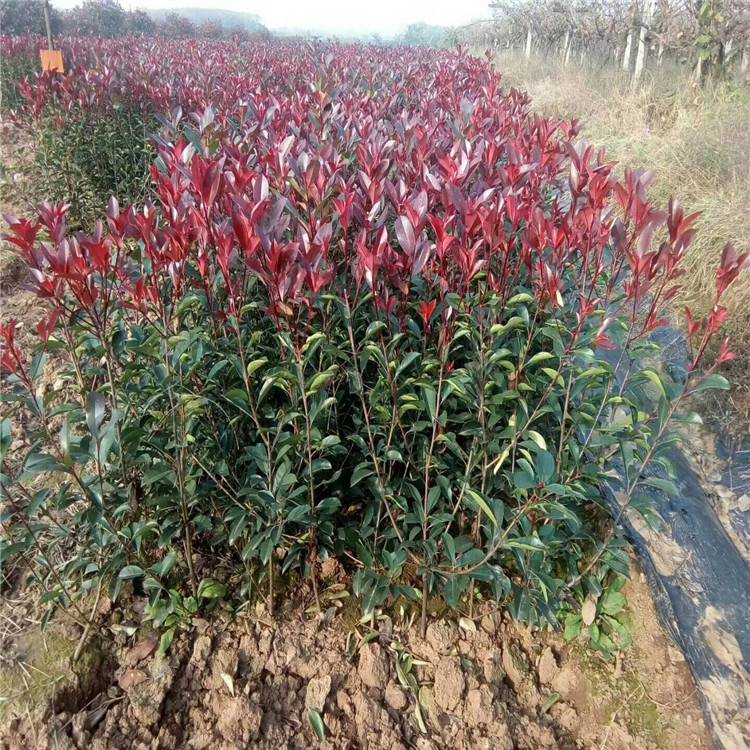 陕西红叶石楠批发-苗圃*-苗木配送包种植