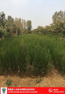 侧柏苗基地 驻马店侧柏 三木苗木种植专业合作社