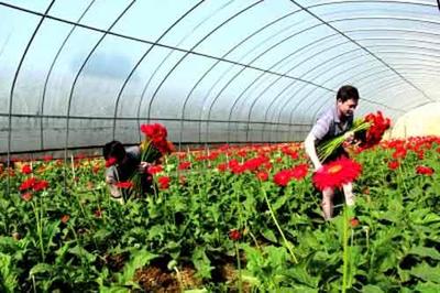 花卉产业已经成了调整农业产业结构、促进农民增收的新兴产业