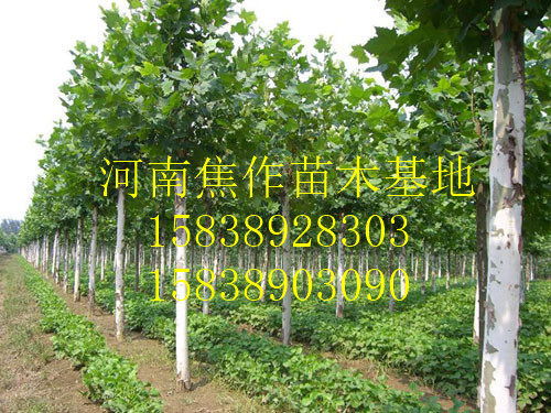 鹤壁淇滨周边哪里有2公分李子树苗自家种植