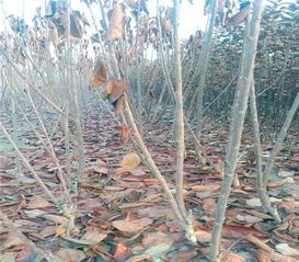 南方种植樱桃苗要注意的几个问题