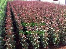 昌平绚丽海棠 买绚丽海棠当然是到东鹏苗木合作社 河东区东鹏苗木花卉种植专业合作社 临沂北美