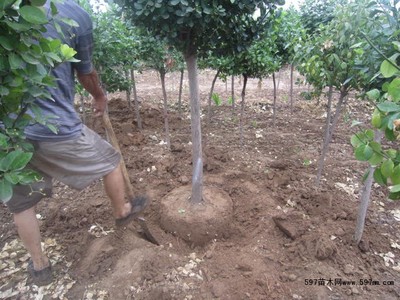 定州 独杆卫矛球图片|苗木|苗木图库|597苗木网